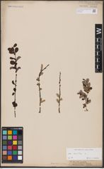 Foto von Salix aurita L.